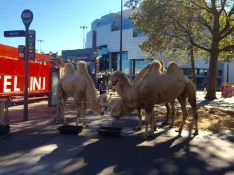 camels-at-bastille